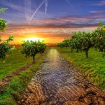 Taille douce, raisonnée ou sévère pour les arbres fruitiers ?