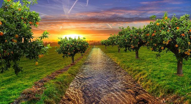 Taille douce, raisonnée ou sévère pour les arbres fruitiers ?