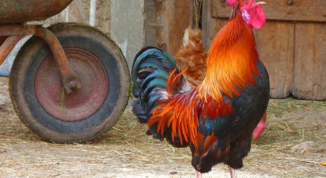 Bien aménager une cour de ferme