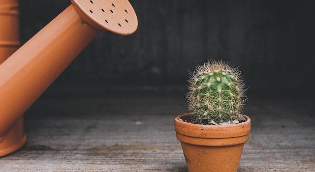 Choisir le bon pot pour chaque fleur