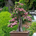 Quelle variété de bonsaïs planter dans son jardin ?