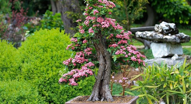 Quelle variété de bonsaïs planter dans son jardin ?