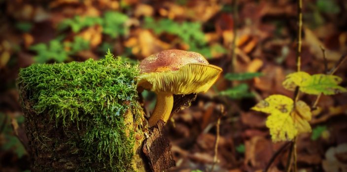 Se débarrasser des souches d’arbres : comment procéder ?