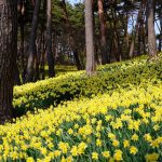 Comment aménager un jardin en montagne ? 