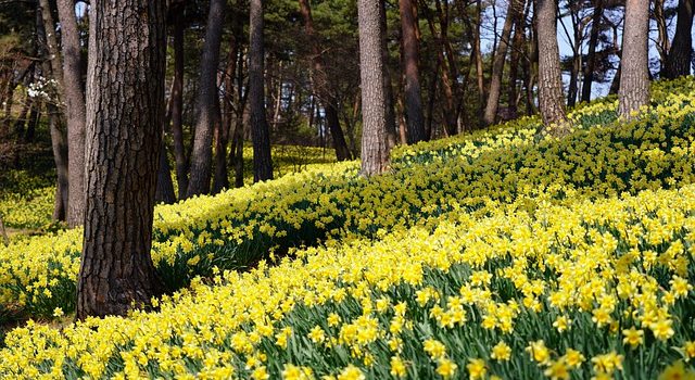 Comment aménager un jardin en montagne ? 