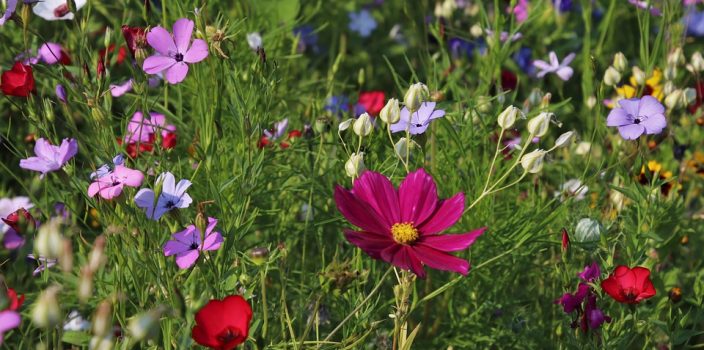 Jardin: 6 plantes qui poussent rapidement