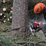 Travaux d’abattage : quelles sont les précautions à prendre ?