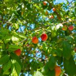 Nos conseils pour arquer un arbre fruitier
