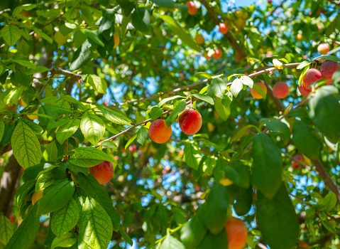 Nos conseils pour arquer un arbre fruitier