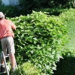 Clôture végétale : 3 plantes de haie qui n’ont pas besoin d’être taillées