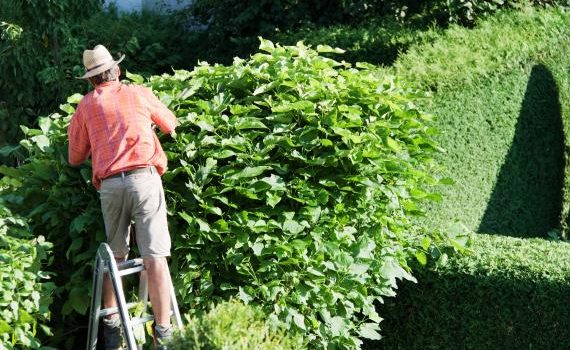 Clôture végétale : 3 plantes de haie qui n’ont pas besoin d’être taillées