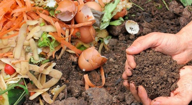 Quel engrais choisir pour quelle plante ?