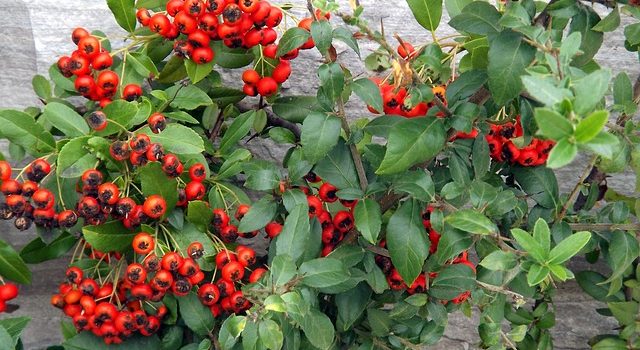 Six plantes qui ne perdent jamais leurs feuilles pour un beau jardin toute l’année