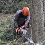 L’abattage d’arbre : 2 techniques éprouvées à connaître