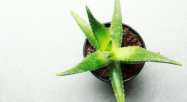 aloe