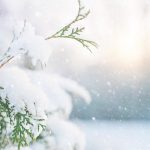 La neige : amie ou ennemie de vos plantes ?