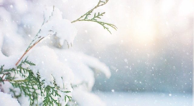 La neige : amie ou ennemie de vos plantes ?