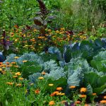Jardin de pluie : avantages, plantes, aménagement