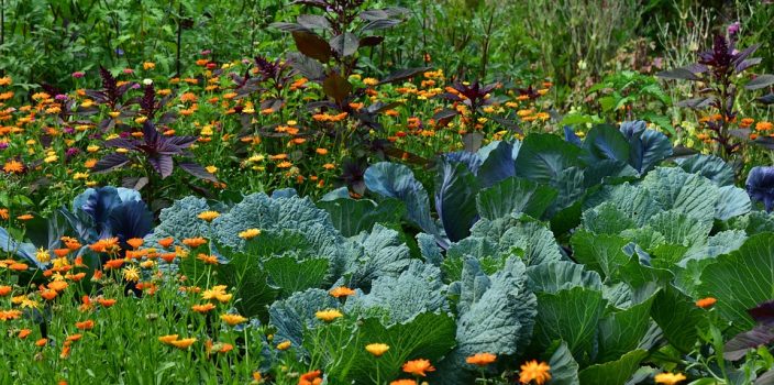 jardin de pluie