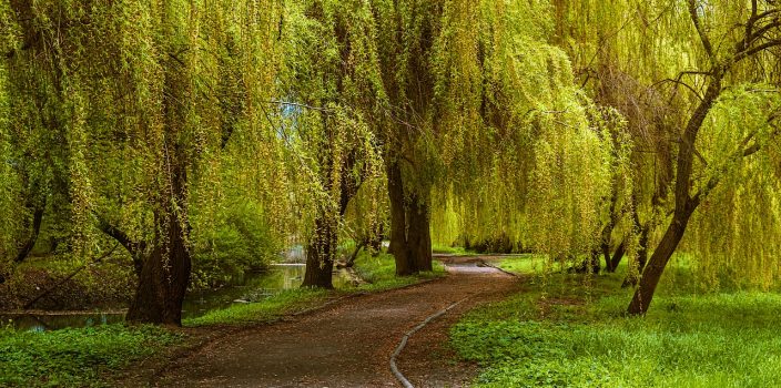 Le saule pleureur : variétés, plantation et entretien