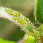 Jardin : comment se débarrasser naturellement des pucerons ?