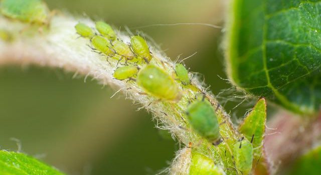 Jardin : comment se débarrasser naturellement des pucerons ?