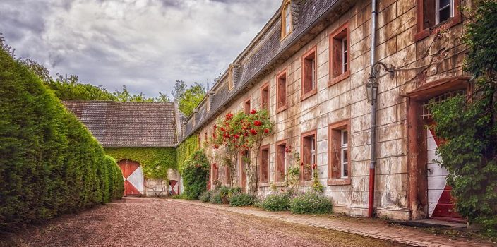 Quel arbuste choisir pour une haie brise-vent ?