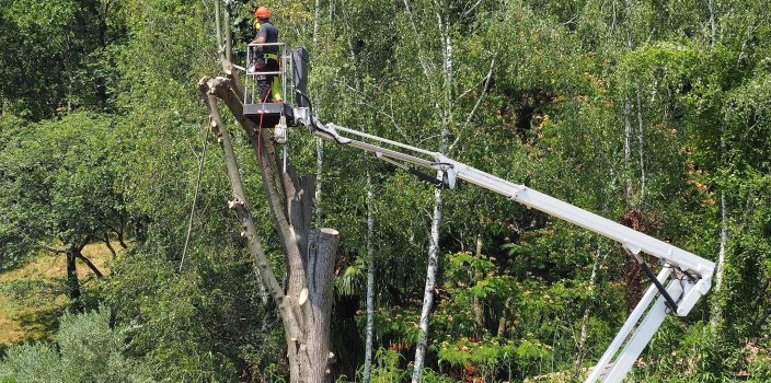 Focus sur les différents types de tailles d’arbres