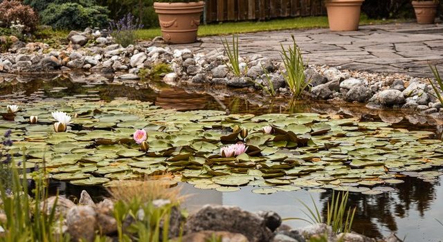 La construction d’un étang de jardin de A à Z