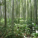 Des conseils pratiques pour planter des bambous