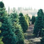 Bien choisir les sapins à planter dans votre jardin