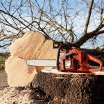 Les outils indispensables pour procéder à un abattage d’arbre