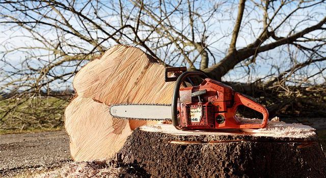 Les outils indispensables pour procéder à un abattage d’arbre