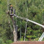 Comment enlever un arbre tombé sur le toit ?