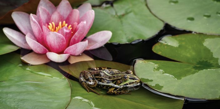 Quelles plantes cultiver dans une mare ?