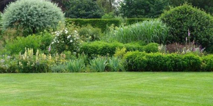 Décorez votre jardin avec des arbustes d’ornement