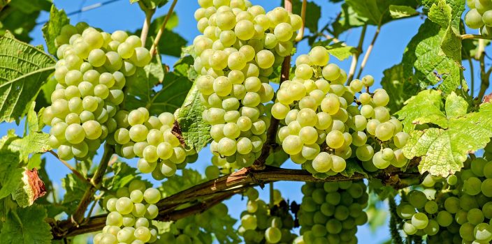 arbre fruitier colonnaire