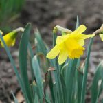 Quelles plantes cultiver dans un sol argileux ?