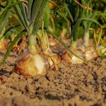 Comment empêcher votre chien d’entrer dans le potager ?