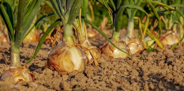 Comment empêcher votre chien d’entrer dans le potager ?