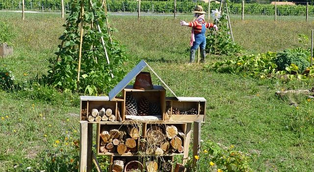 Créer un potager en permaculture : le guide !