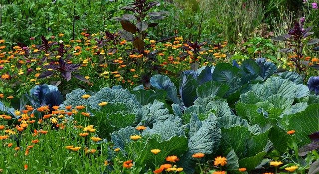 plantes à faire pousser en septembre