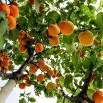 Guide pratique pour tailler les arbres fruitiers en hiver