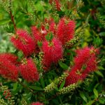 Comment planter des Callistemon et les entretenir dans votre jardin ?