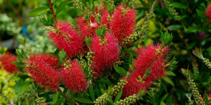 Comment planter des Callistemon et les entretenir dans votre jardin ?