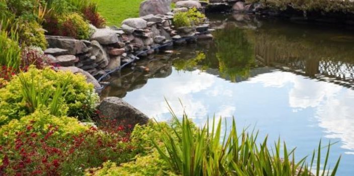 Bien entretenir l’étang dans votre jardin