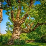 Réussir l’aménagement d’un jardin en longueur : le guide ultime