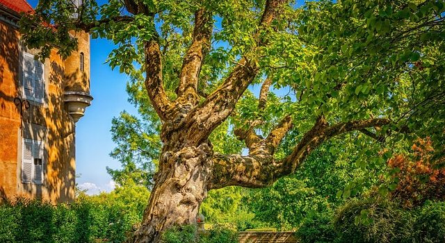 Réussir l’aménagement d’un jardin en longueur : le guide ultime