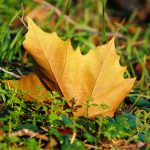 Comment ramasser les feuilles mortes sans se fatiguer ?