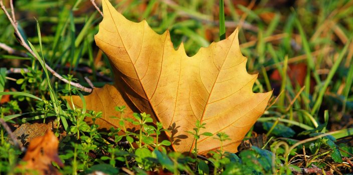 Comment ramasser les feuilles mortes sans se fatiguer ?